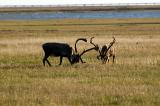 718_31_Caribous.jpg