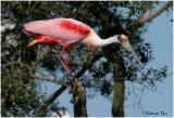 Roseate Spoonbill 13.jpg