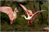 Roseate Spoonbill 31.jpg