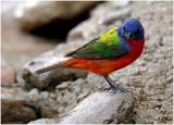 619_18 Painted Bunting.jpg