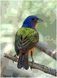 619_22 Painted Bunting.jpg