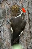 by116_13_Pileated-Woodpecker.jpg