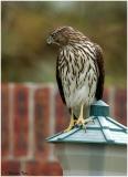 by132_15_Coopers-Hawk.jpg