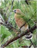 by132_39_Red-shouldered-Hawk.jpg