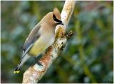 by133_25_Cedar-Waxwings.jpg