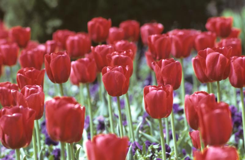 fleurs a Aix.jpg
