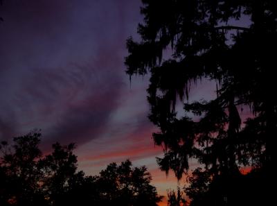 Trees and sky