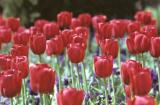 fleurs a Aix.jpg