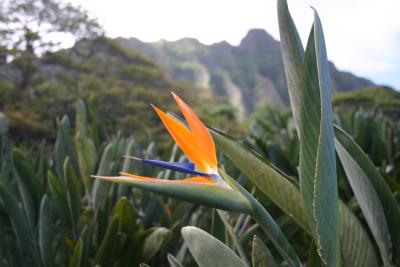 Flowers, Trees & Plants of Oahu