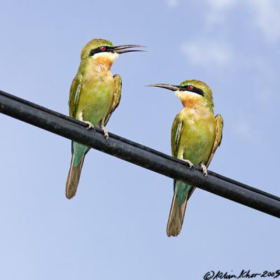 Blue-tailed Bee-Eater