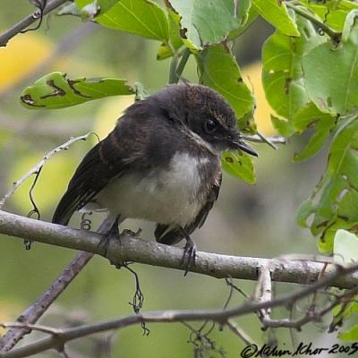 Pied Fantail