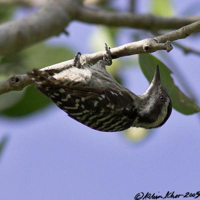 Buff-Rumped Woodpecker