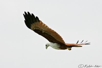 Brahminy Kite