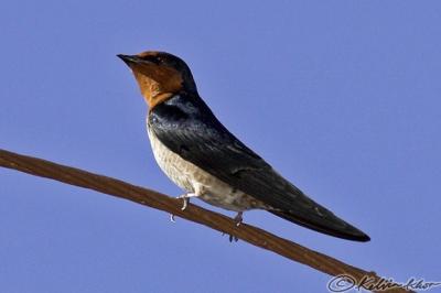 Swallow