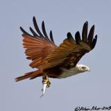 Brahminy Kite with lunch