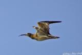 Common Curlew