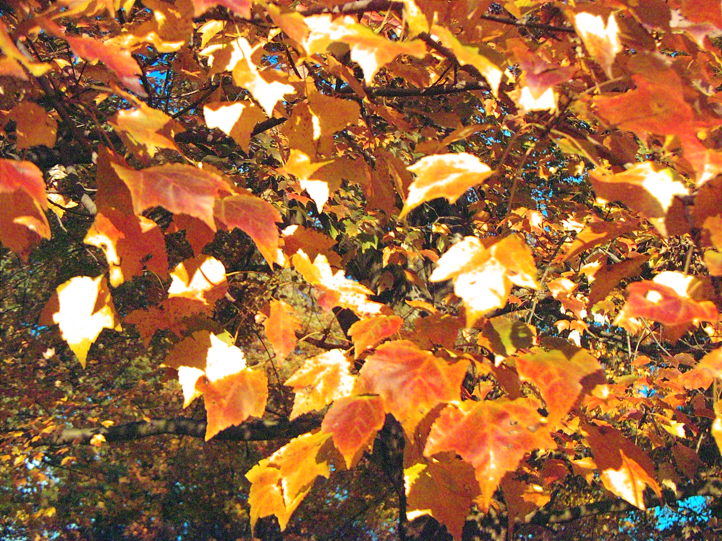 PIMG0530.JPG ISO400