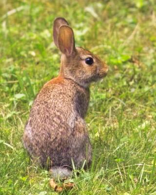 IMG02554 cropped, backyard bunny