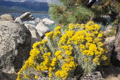 IMG03262.jpg Rabbit Brush