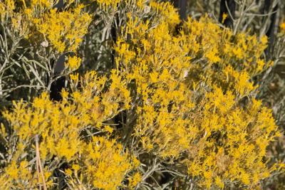 IMG03294.jpg Rabbit brush
