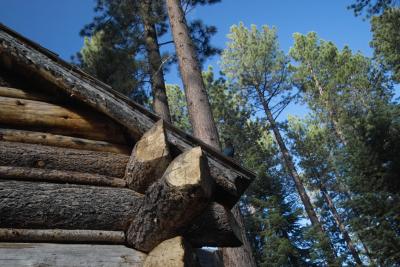 IMG03361.jpg Stellar Jay landed on roof line! SUG 0 roof trees