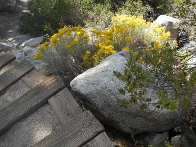 IMGP0162.JPG Rabbit Brush