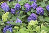 IMG02528.jpg hydrangea jungle