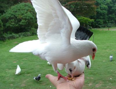 Dove and Fish