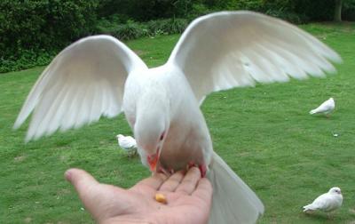 v3/34/271834/3/45231956.DOVEs.jpg