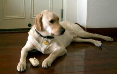 Labrador Doggy DouDou