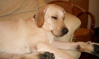 Labrador Retriever Doggy DouDou's Dreamworld