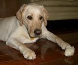 Labrador Doggy DouDou