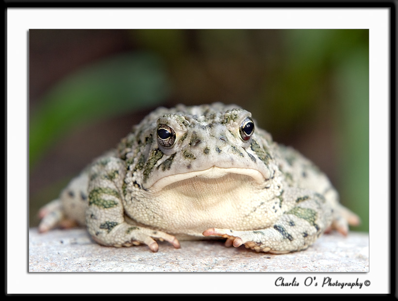 Toe Tapping Toad...