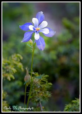 Wild Columbine