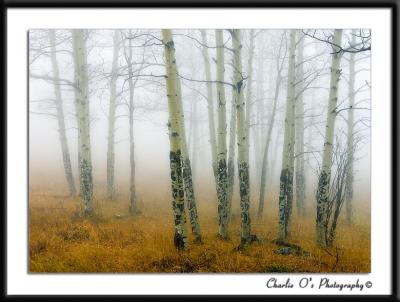 Fog in the Aspens...