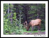Feeding Bull Elk...