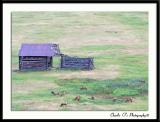 Elk Meadow...