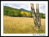 Just watching the aspens change...