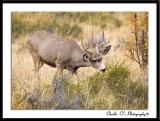 Young Mule Deer Buck...