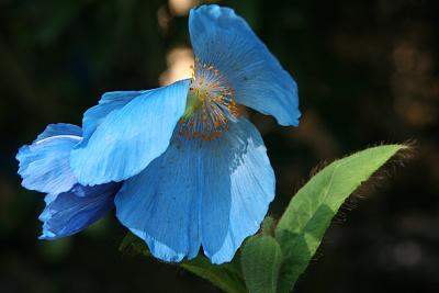 blue Himalaya Poppy