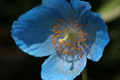 blue Himalaya poppy