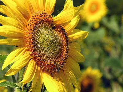 sunnflower