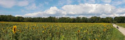 a field of sunflower and a photographer