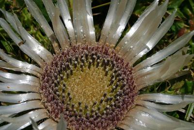 Carline thistle