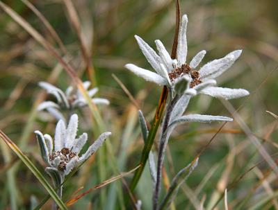 Edelweiss