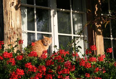 Cat, flowers and window on autumn sun