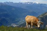 Cow at Torrent alp