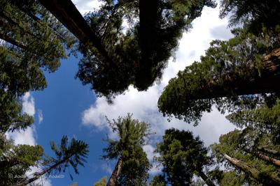 Giant Sequoias Reach the Sky