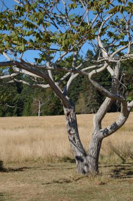Sidney Island Trees.jpg