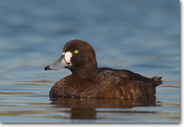 <!-- CRW_2736.jpg -->Greater Scaup